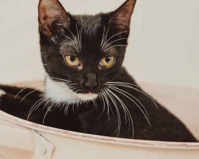 Jade - Tuxedo Female Cat for Adoption