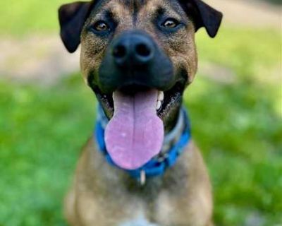 Finn - American Pit Bull Terrier Male Dog for Adoption