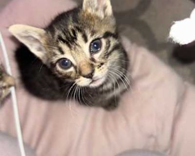Kittens cannot be fixed until 5-6 months old! Vaccines start at 8 weeks, as well as flea and tick treatment. Pepper is a new kitten, born October 5th, to a community cat named Luna who is Calico. She is one of 6 kittens in this litter, which will be the second litter of hers that I have cared for. She has been socialized daily, is currently doing well at litter box training, and weaning onto so...