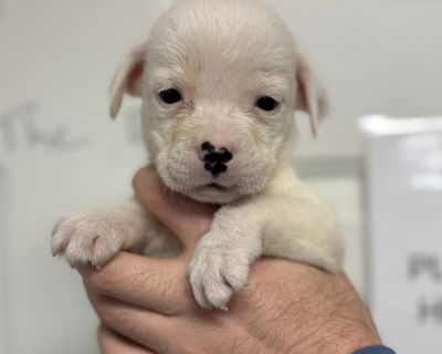 Quaker - Pit Bull Terrier Mix Male Puppy for Adoption