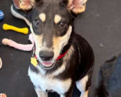 Ruger - Mixed Breed (Medium) Male Puppy for Adoption