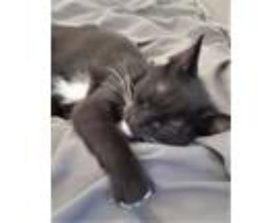 Adopt Izzy a Black & White or Tuxedo Domestic Shorthair (short coat) cat in