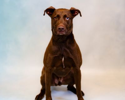 Pen 140 Wally - Labrador Retriever Mix Male Dog for Adoption