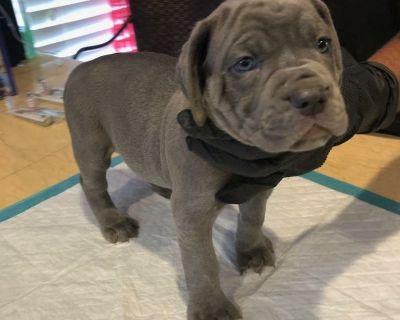 Cane carso puppies