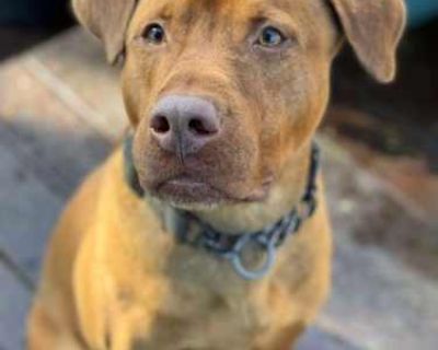 Tucker - American Pit Bull Terrier/Australian Shepherd Mix Male Dog for Adoption