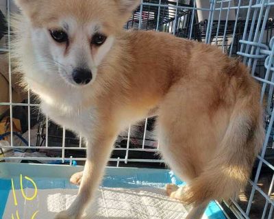 Keeshia - Pomeranian - Pomeranian Female Dog for Adoption