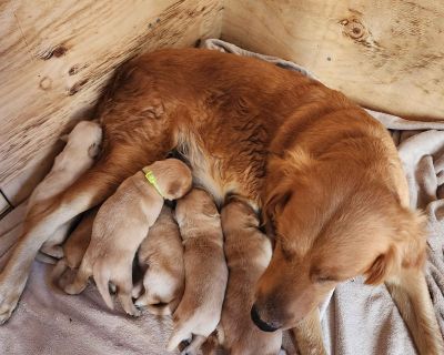 1 Male and 4 Female Golden Retriever Puppies for Sale