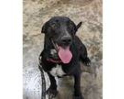 Bentley, Labrador Retriever For Adoption In Osage Beach, Missouri