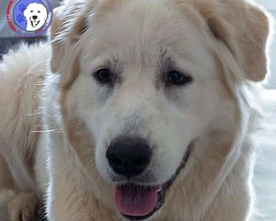 Windy - Great Pyrenees Female Dog for Adoption