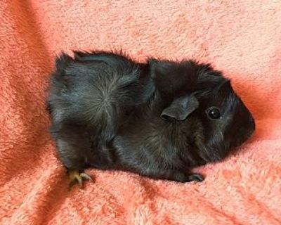 Yensley ( Bonded To Chinka) - Guinea Pig Female for Adoption