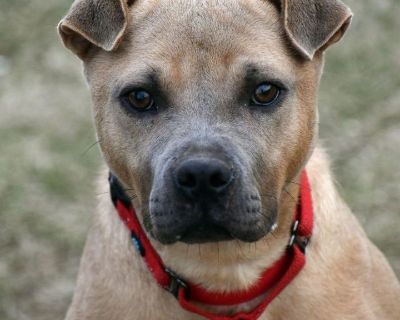 Trisha - Pit Bull Terrier & Chow Chow Mix Female Dog for Adoption