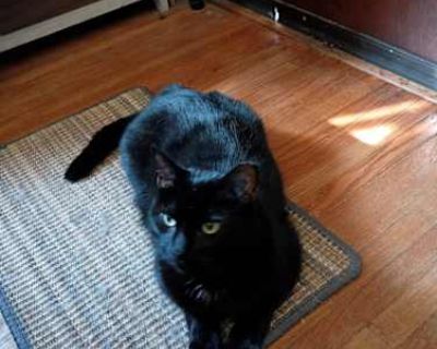 Mr. E came to me about 3 years ago as a very young cat. He was meant to be part of a neighborhood feral community but was bullied by other bigger, older cats, so he was brought into the house and has remained here since. He lives with an active medium female dog and an elderly chronically ill male cat. The elder cat has liver disease and is not contagious. He is neutered and has all of his claw...