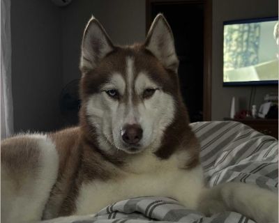 Freya is 6 years old. She is spayed, crate and potty trained. She is very sweet and loves attention. She is a howler so she will talk to you.