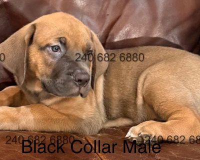 ICCF Cane Corso Puppies available Southern Maryland