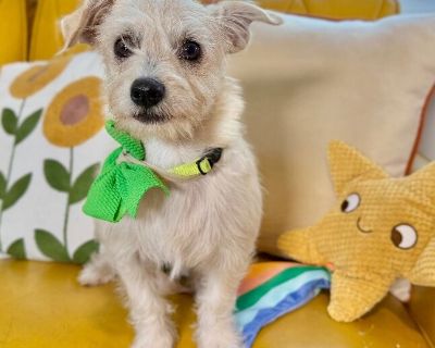 This cutie is Fancy. She is currently 4 months old and weighs approximately 7 pounds. We think they may be a Wirehaired Terrier / Chihuahua mix*, but with rescue its a guess! What matters most is that they are adorable and are one the MOST desperate in the entire US based on statistics for where this puppy is from. Shelters in this area are having to euthanize puppies. So, this puppy needs you!...