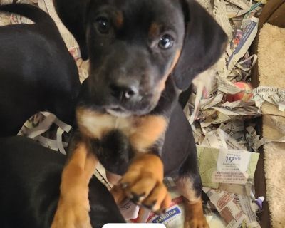 Amy - Australian Cattle Dog / Blue Heeler Mix Female Puppy for Adoption