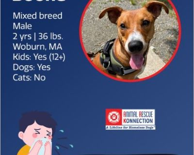 Boone - Male Puppy Australian Cattle Dog / Dachshund for Adoption
