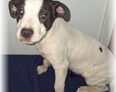 PAWL - American Staffordshire Terrier & Pointer Mix Male Puppy for Adoption