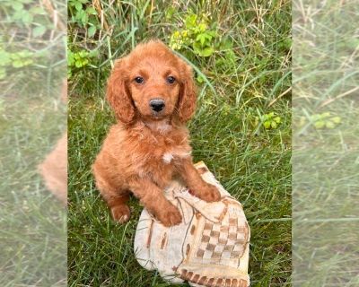 Lena - Goldendoodle (Miniature) Female Puppy for Sale