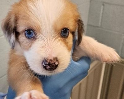 Veda BDRR-A-33032 - Australian Shepherd & Poodle Mix Female Puppy for Adoption