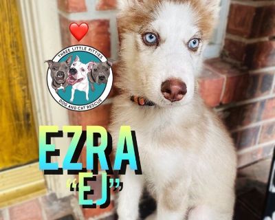 Ezra Jean EJ - Husky & Siberian Husky Mix Male Puppy for Adoption