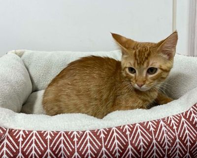 Thumper - Domestic Shorthair Male Cat for Adoption