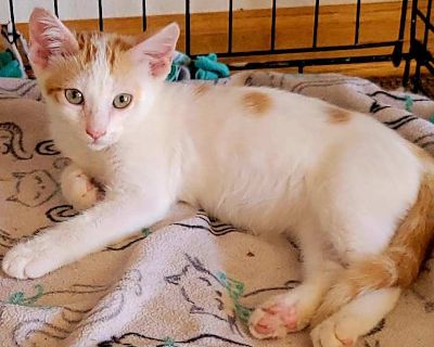 Eclipse - Domestic Shorthair Male Kitten for Adoption