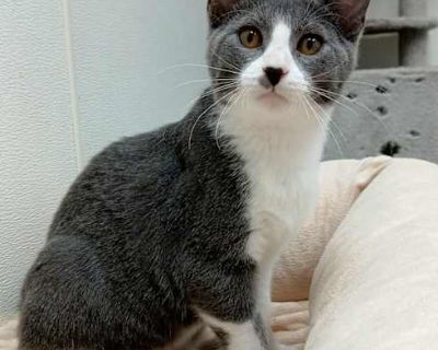 Watermelon - Domestic Shorthair Male Cat for Adoption