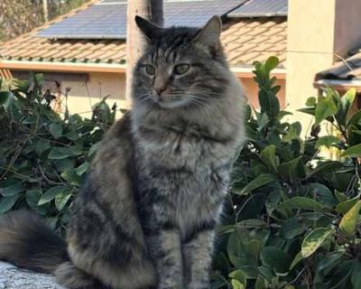 Luna - Domestic Mediumhair Female Cat for Adoption