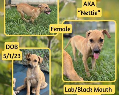 Nettle AKA "Nettie" - Labrador Retriever & Black Mouth Cur Mix Female Puppy for Adoption