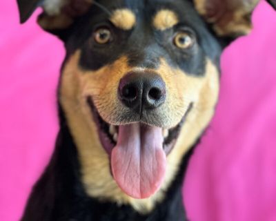 River - Manchester Terrier & Black Labrador Retriever Mix Female Dog for Adoption