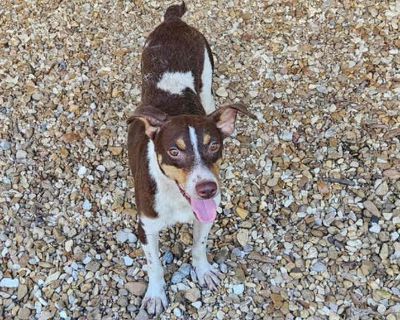 Adult. Tricolor (tan/brown & black & white). Vaccinated. You can fill out an adoption application online on our official website. COURTESY POST Apply through Tired Dog Rescue Located in Gulfport, MS Meet Scout, a handsome 3 4-year-old male Fox/Rat Terrier mix weighing 21.8 lbs. This sweet boy is crate trained, has had no accidents in his current home, and is already proving to be a wonderful co...