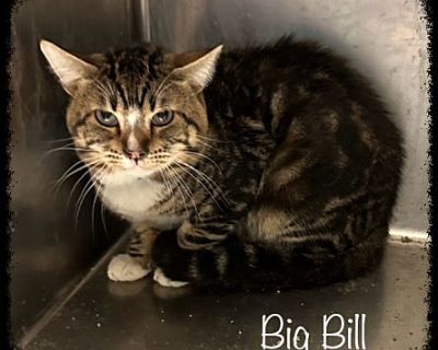 BIG BILL - Domestic Shorthair Male Cat for Adoption