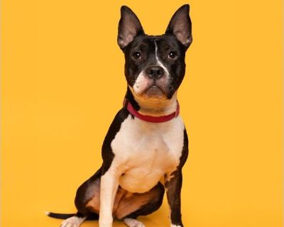 Kacey - Pit Bull / Staffordshire Bull Terrier Female Puppy