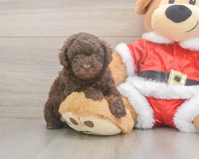 Meet Jaden, our 5-week old Purebred Male Poodle Puppy. He is 1lb 10oz @ 5.1 weeks and estimated to grow to 7-12 lbs. Poodles are Cheerful, Intelligent, Lively. Age 5 weeks Birth Date 10/12/2025 Gender Male Current Weight 1lb 10oz @ 5.1 weeks Est Adult Weight 7-12 lbs Registry AKC Vaccinations Up-To-Date On All Shots Vet Inspection (inspected at 8 wks). Poodle Breed Info Elegant and fancy, highl...