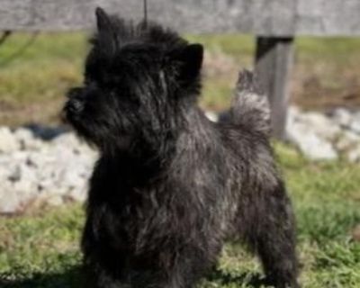 Cairn terrier for sale hot sale craigslist