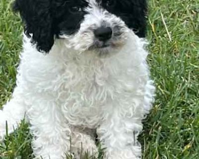 Edwin - Shih Tzu/Miniature Poodle Mix Male Puppy for Adoption
