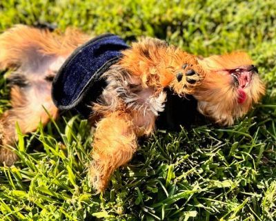 1 Male Yorkshire Terrier Puppy for Sale