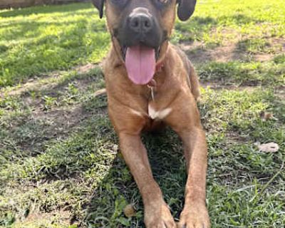 Missy - Dogue de Bordeaux/Pit Bull Terrier Mix Female Dog for Adoption