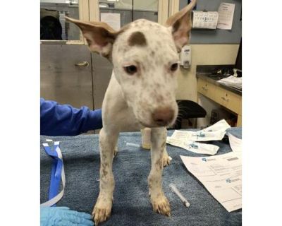 Dog - Terrier (Unknown Type, Medium) Male Puppy for Adoption