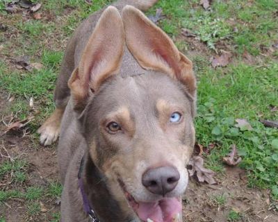 Young. Brown/chocolate - with tan. Honey is a sweet two year old Doberman/husky mix. Sadly, her mommy has a terminal illness and has reached out to us to find Honey the perfect forever home. Honey is spayed, up-to-date on all required vaccines, HW negative and micro chipped. Honey is sweet and affectionate but a little awkward. She just needs a little bit of training to become that perfect dog....