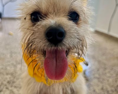 Luna - Yorkshire Terrier Mix Female Dog for Adoption