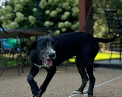 Charlotte - Schnauzer & Black Labrador Retriever Mix Female Dog for Adoption