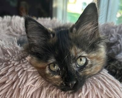 Clarice - Domestic Long Hair Female Cat for Adoption