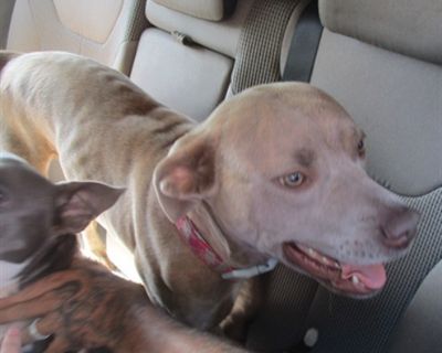 A371638 - Pit Bull Terrier Female Dog for Adoption