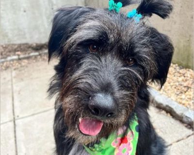 Lyca - Female Puppy German Wirehaired Pointer / Brittany for Adoption