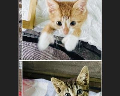 Dal %BD %BD and Paloma - American Shorthair / Domestic Cat Kitten