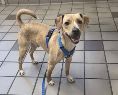 Paris - Chihuahua Male Dog for Adoption
