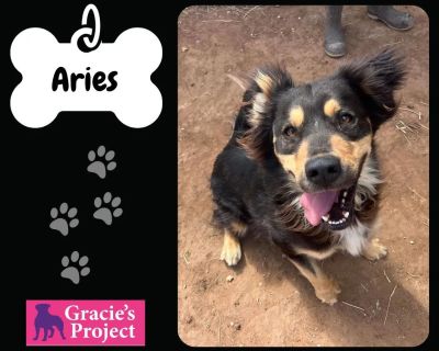 Aries - German Shepherd Dog Male Dog for Adoption