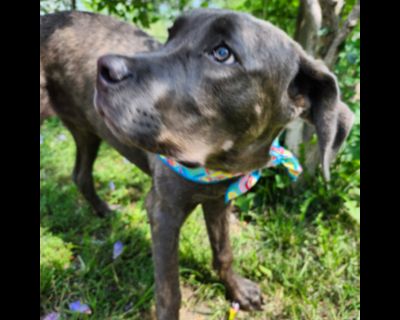 Poseidon - Cane Corso Male Puppy for Adoption